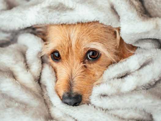 躲在毛绒被里的小狗图片