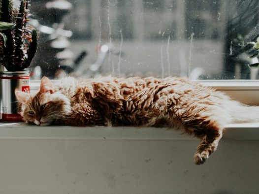懒洋洋的猫咪图片