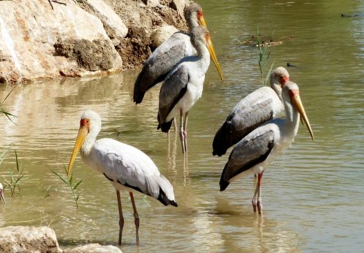 非洲野生鹈鹕图片