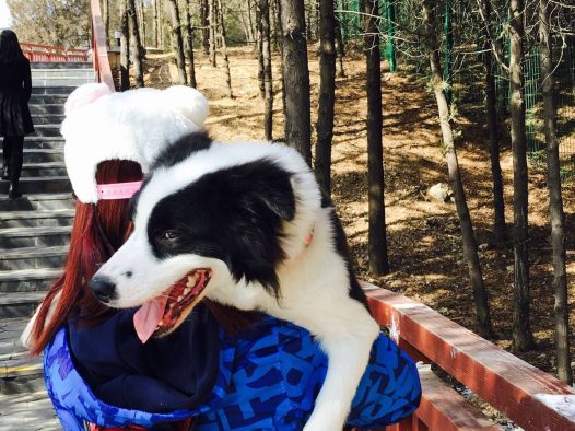 (幸福的边牧)母后说宝贝 天气好 我们去爬山吧⋯⋯我笑了 当然没问题⋯⋯因为我全程不用爬山的⋯⋯我有办法让母后抱着我爬看我爪子那么白⋯⋯你懂的