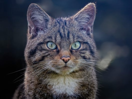 苏格兰野猫摄影图片
