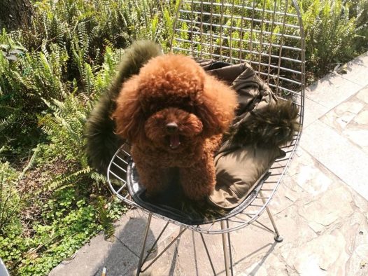 元宵节陪麻麻逛了一天街，累到趴下，不懂麻麻为何那么能走，她还抱着我走，她说她一点不累，我都不相信，我先睡觉觉了，祝大家元宵快乐