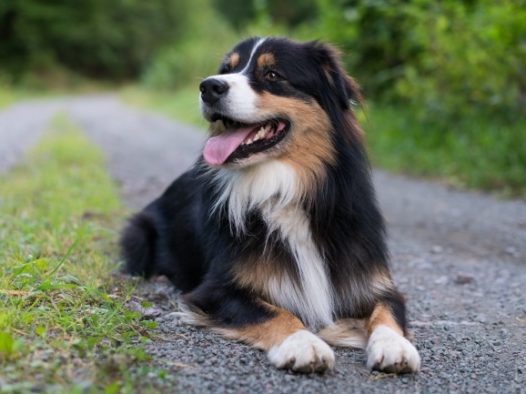 黑色澳大利亚牧羊犬图片