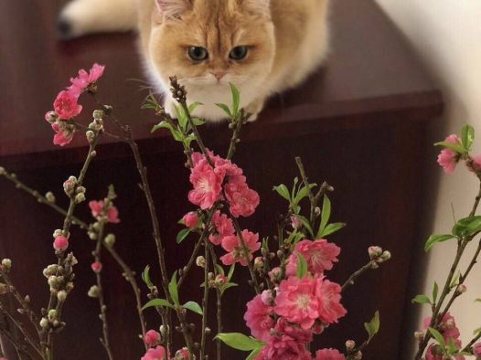 猫说在家也可以赏梅的