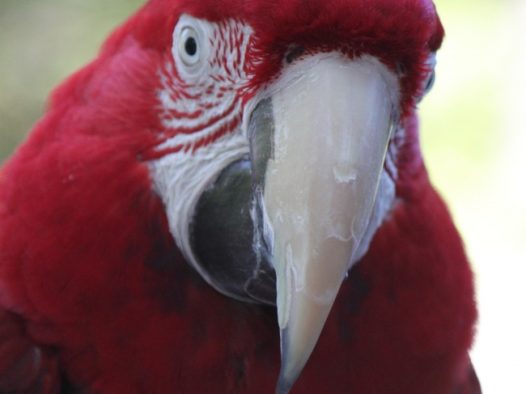 金刚鹦鹉特写图片