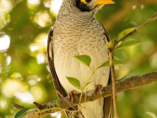 站在树枝上观望的野生飞禽图片