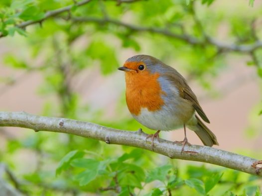 春天树枝上的知更鸟摄影图片