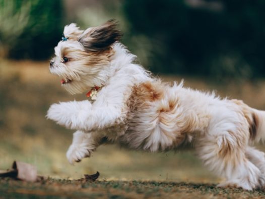 西施犬奔跑图片