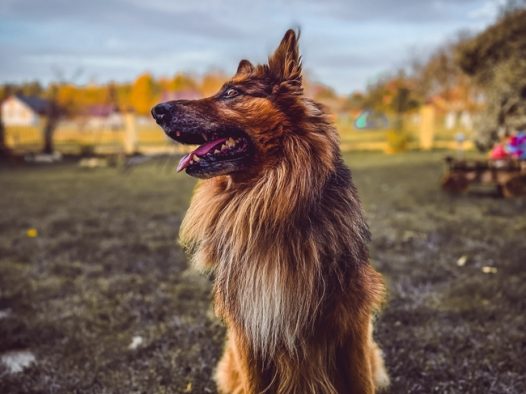 德国牧羊犬摄影图片