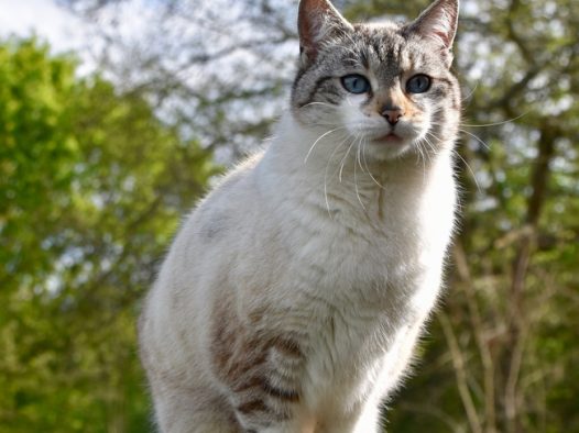 站在木桩上的可爱小肥猫摄影图片