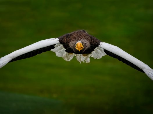 太平洋海鹰展翅飞翔图片