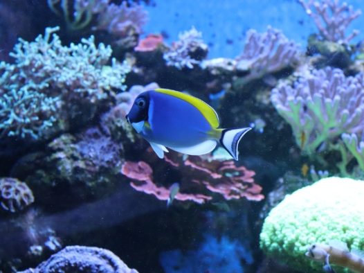 水族馆海底珊瑚观赏鱼图片