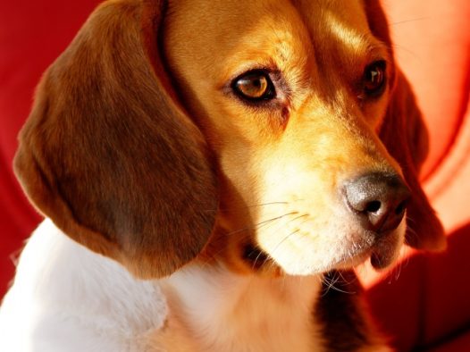 比格犬图片