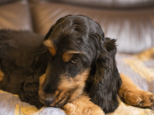 纯种可卡犬图片
