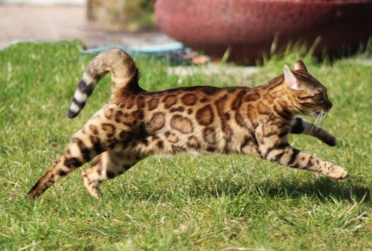 孟加拉猫奔跑图片
