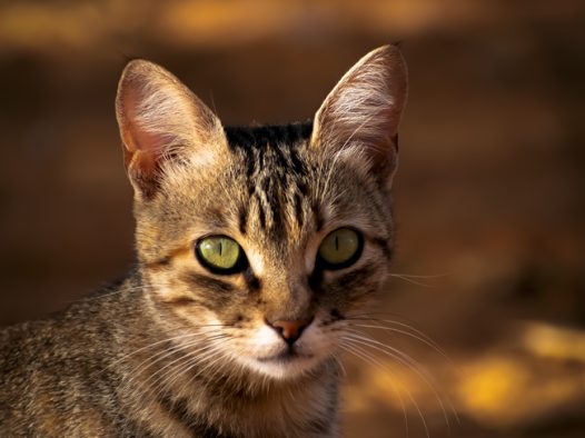 野生可爱狸花猫摄影图片