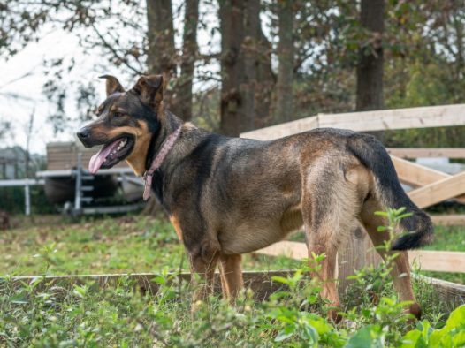 黑褐色德国牧羊犬图片