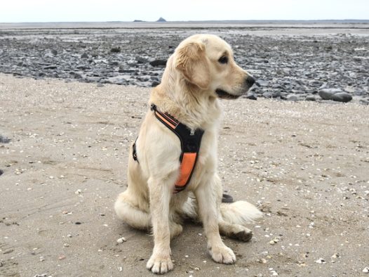 搜救犬金毛犬图片