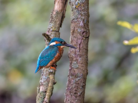 野生蓝色翠鸟站在树枝上图片