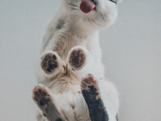 伸舌头卖萌小猫图片