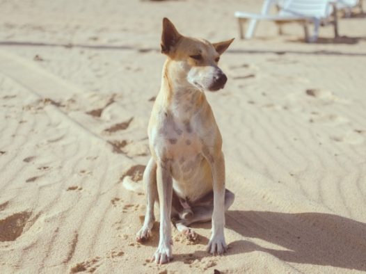 纯种中国大黄狗图片