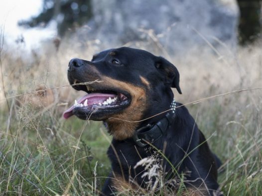 美系罗威纳犬图片