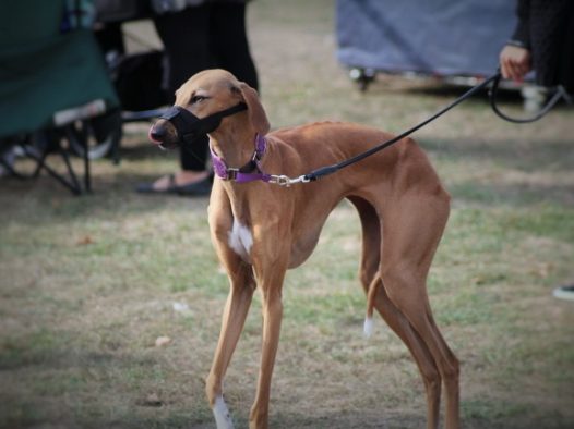 法老王猎犬图片