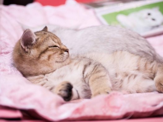 可爱小猫卖萌图片