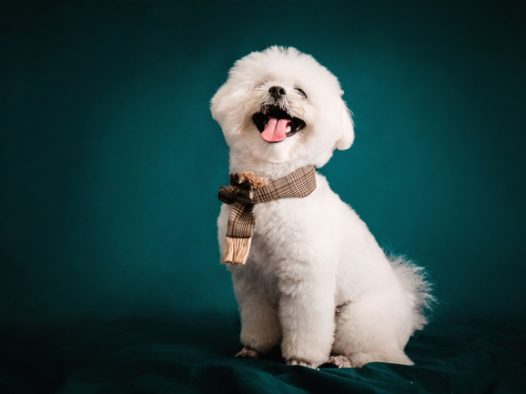 可爱呆萌汪星人狗狗图片