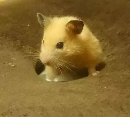 忍笑，这样的小仓鼠好像有点臭臭