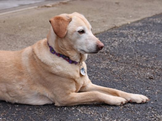 金毛小猎犬图片