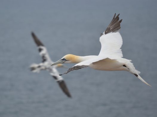 北方塘鹅高空飞行图片