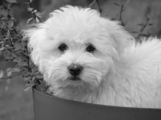 白色可爱狗狗摄影图片