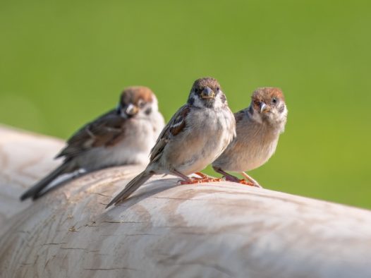 三只小山雀摄影图片