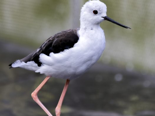 白腹长脚鹬河边捉鱼图片