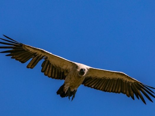 高空飞翔的秃鹫图片