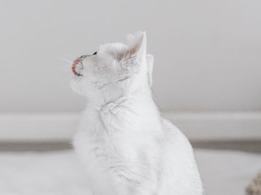 白色小萌猫图片
