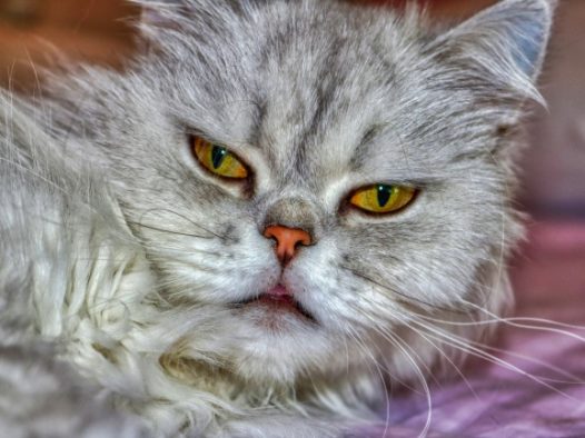 呆萌波斯猫图片