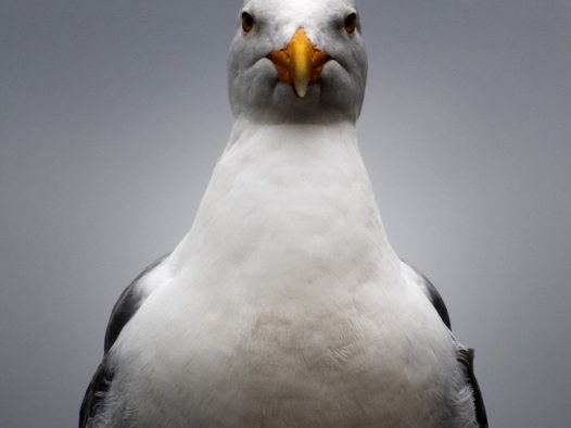 高清白腹海鸥摄影图片