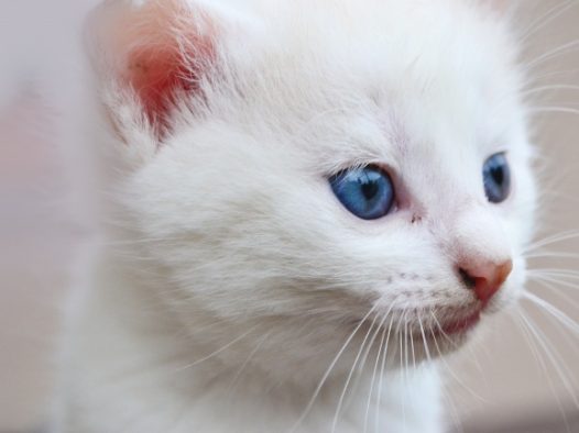 纯白色小猫咪图片