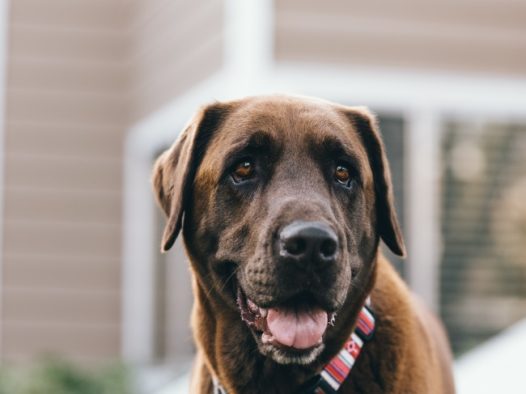 黑色导盲犬图片