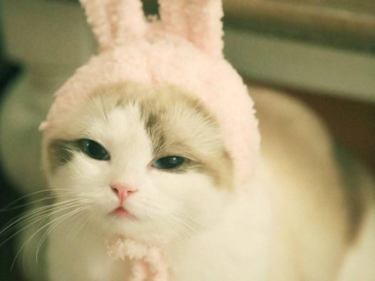 馒头～～喵星人 猫猫