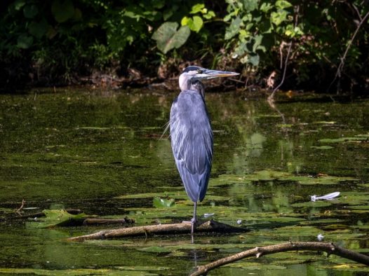 站立在水中央的大蓝鹭图片