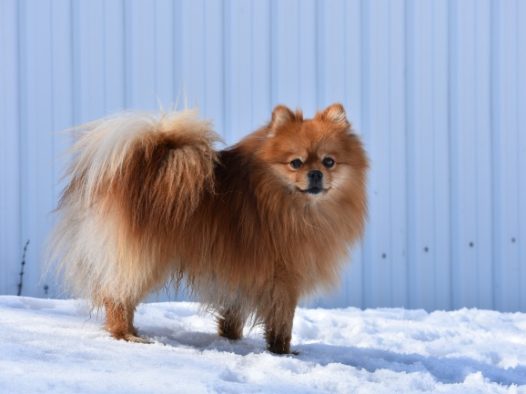 漂亮小型宠物狗图片