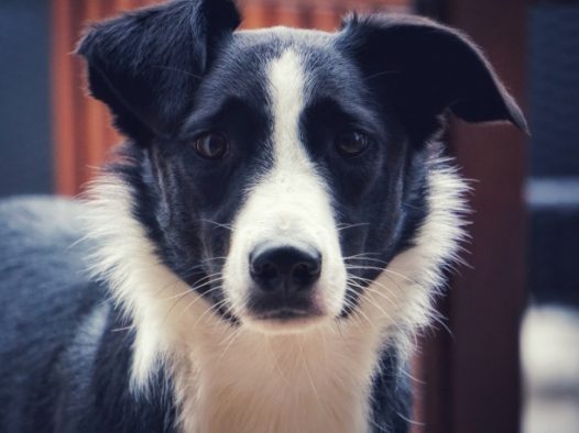 黑白狗狗肖像图片