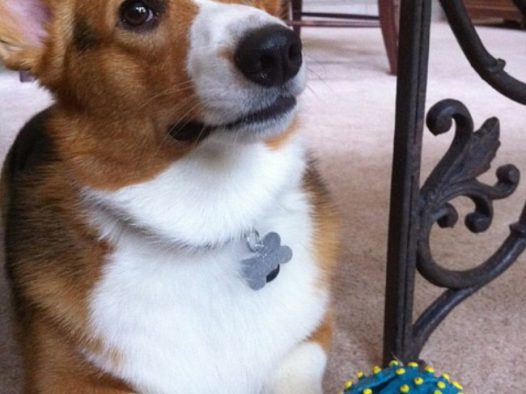 宠物狗柯基犬图片