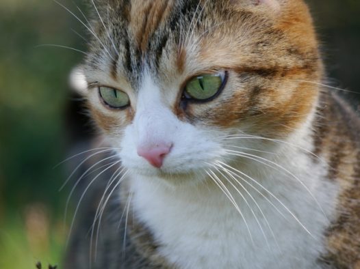 可爱小萌猫写真摄影图片