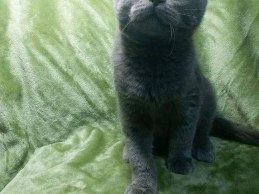 健康活泼的蓝猫妹妹，一不小心就三个月大了。