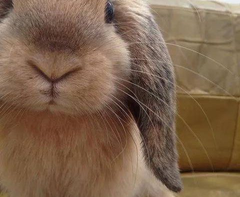 有人说兔子乱拉可以碰白醋,但你确定兔子不喜欢白醋吗?为什么我昨天刚买的白醋就用来喷了点在它们经常乱拉尿的地方,目的就想让它们不要再乱上厕所,结果它们居然跑过来舔一舔然后再喷还舔似乎感觉味道还不错????兔子可以吃白醋吗???