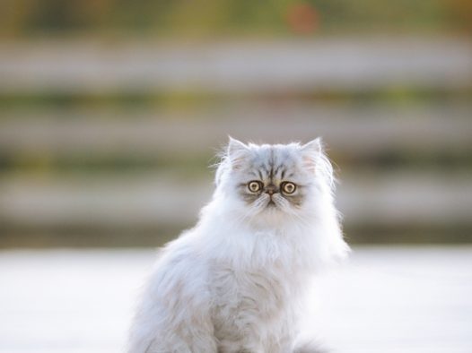 蹲坐在地上的波斯猫图片